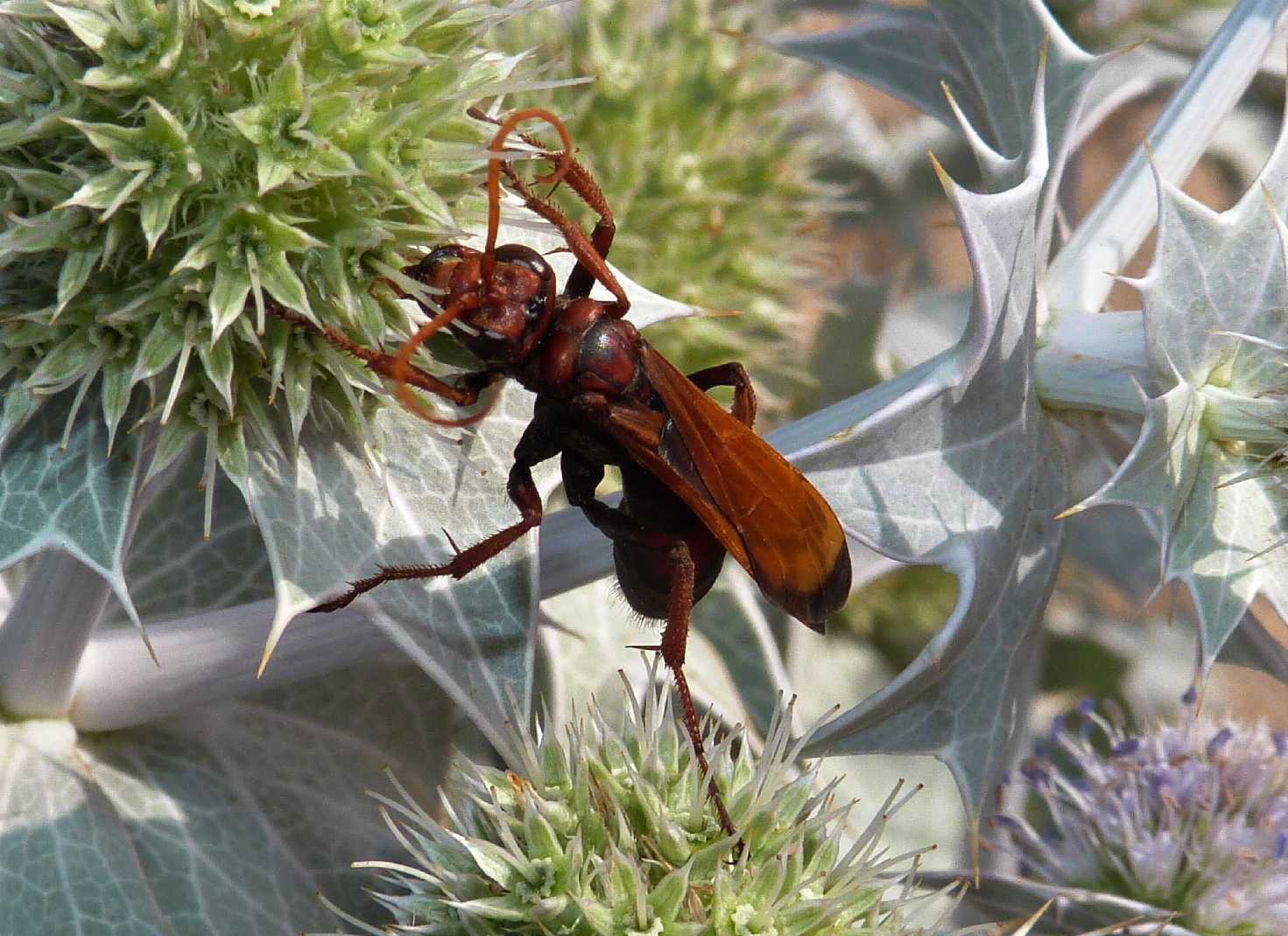 Cryptocheilus rubellus (Pompilidae)